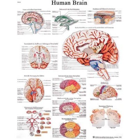 FABRICATION ENTERPRISES 3B® Anatomical Chart - Brain, Laminated 12-4600L